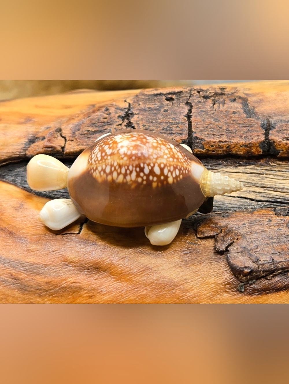 Shell Brooch - Turtle Handmade 1¾" X 1"  Wacky Item - Picture 3 of 5